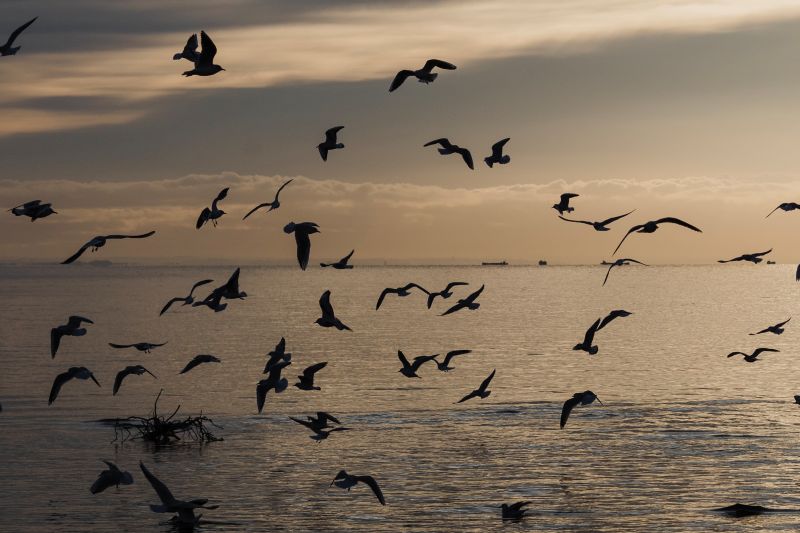 flock of birds flying over an expanse of water in the dusk